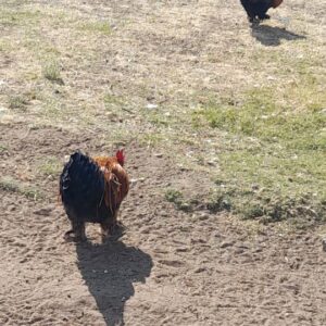 #2047 3 KAPOK HANNE