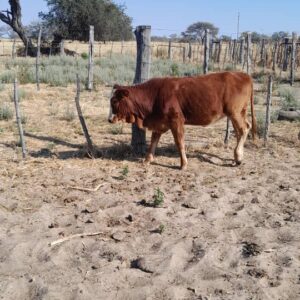 #2002 SPEENKALF - Simbra kruising (ongeveer 200kg)