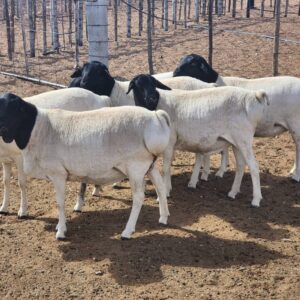 #2949 Persie ooitjies met ram