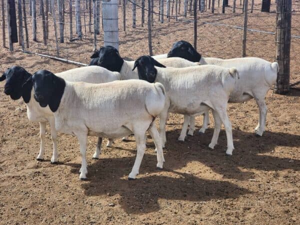 #2949 Persie ooitjies met ram