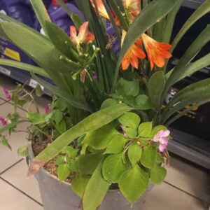 #2062 POTPLANT CLIVIA
