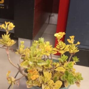#2063 POTPLANT KLEIN