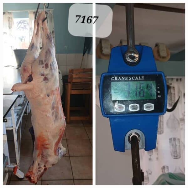 #7167 Slagskaap 31.64kg