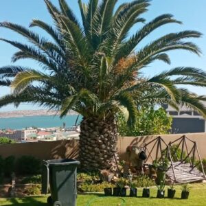 #4111 Wilde Dadel Palm boompies