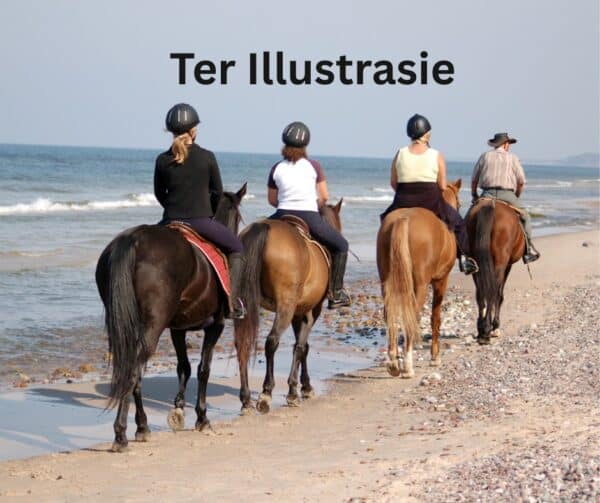 #2323 Lukzet / Stalle