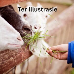#2324 Lukzet / Stalle
