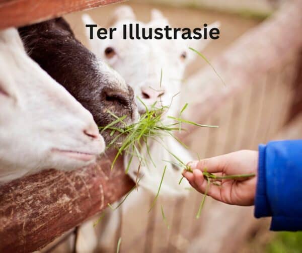 #2324 Lukzet / Stalle