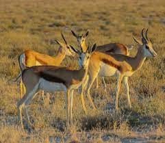 #2907 5 Springbok karkasse