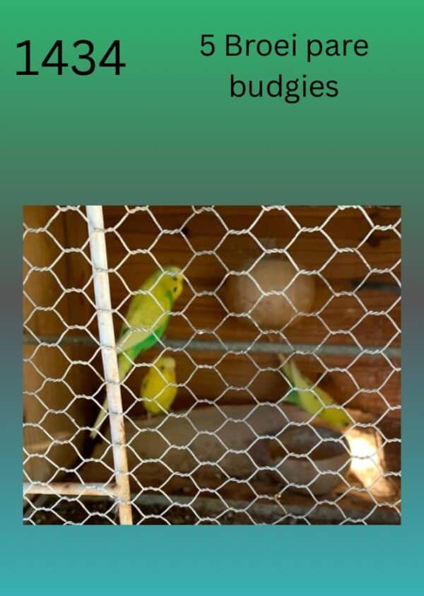 #1434 5 Budgie broeipare