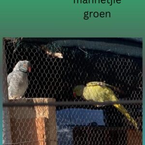 #1435 1 ringnek mannetjie groen