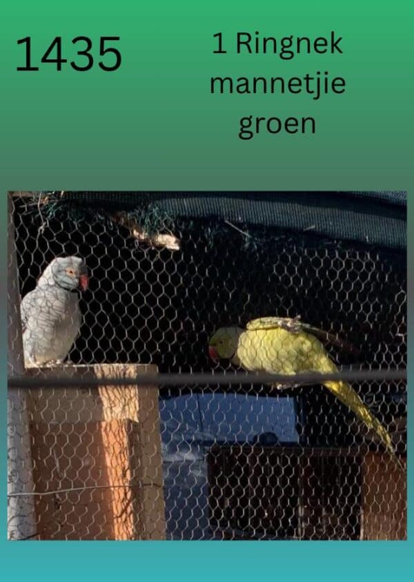 #1435 1 ringnek mannetjie groen