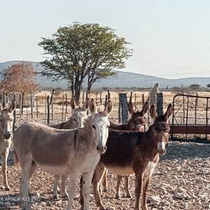#2696: Donkie & vul