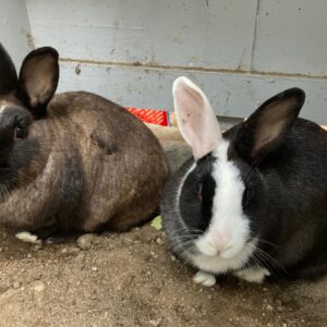 #2704: 2 Troetelhase