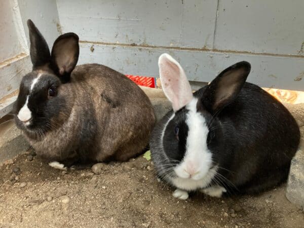 #2704: 2 Troetelhase