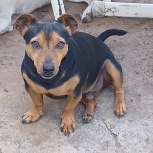 #2079 Doberman Pincher X Jack Russel Reun