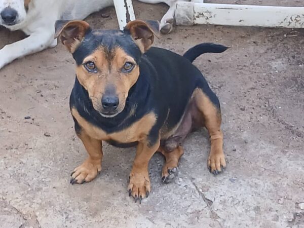 #2079 Doberman Pincher X Jack Russel Reun
