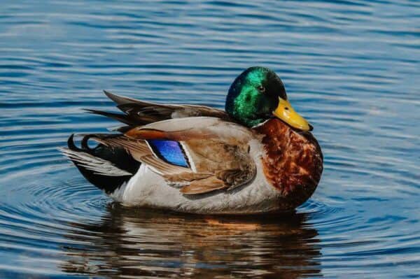 #2089  Mallards Mannetjies X2