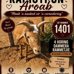#1401 4 horing damara ram
