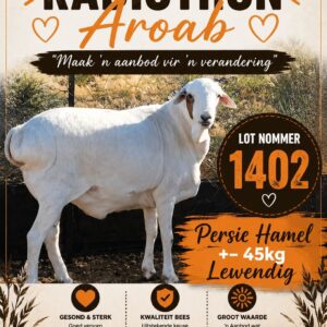 #1402 ±45kg Persie slagskaap