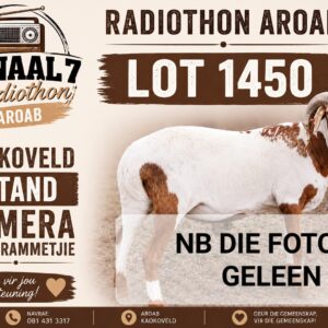 #1450 2 tand damara stoet rammetjie