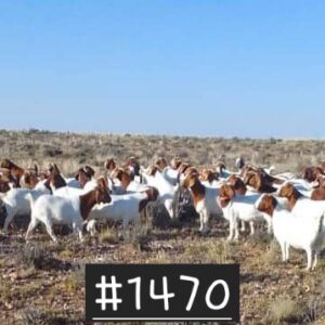 #1470 8 1jaar oue boerbokooitjies