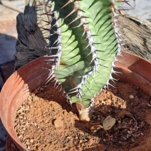 #2641: Kaktus Plant (Euphorbia horrida)