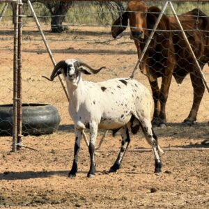 #2650: Kaokoland Damara Ram (6 tand)