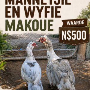 #2653: 2x Makoue ( Mannetjie & Wyfie)