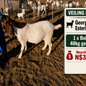 #2654: Slagbok (40kg uitgeslag)