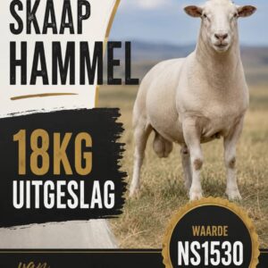 #2681: Sagskaap 18kg uitgeslag