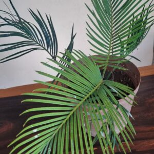 #2685: Klein Broodboom in potplant