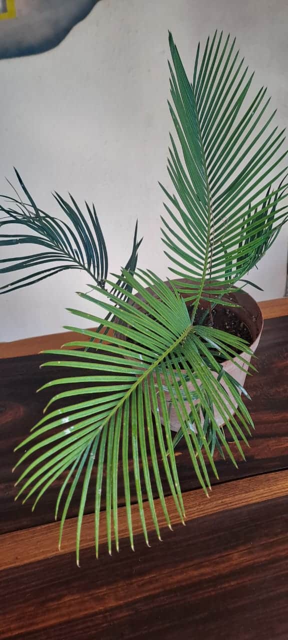#2685: Klein Broodboom in potplant