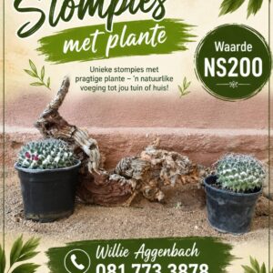 #2703: Dekoratiewe stomp met plante 2