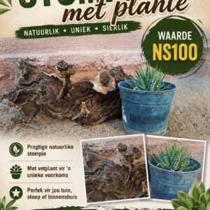 #2705: Dekoratiewe stomp met plante 4