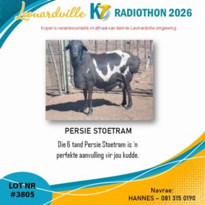 #3805 Persie Stoetram