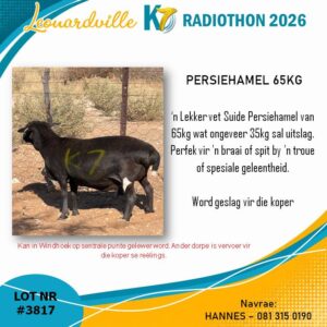 #3817 Persiehamel 65kg