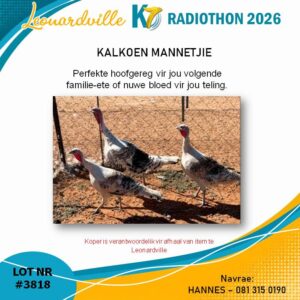 #3818 Kalkoen Mannetjie