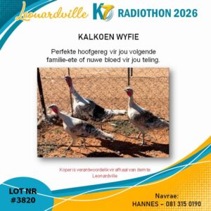 #3820 Kalkoen Wyfie