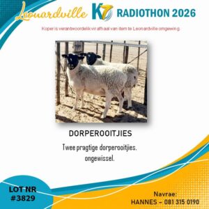 #3829 Dorperooitjies