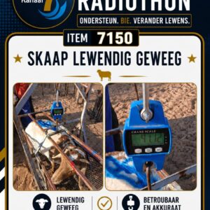 #7150 Skaap Lewendig of geslag