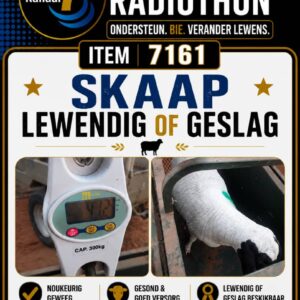 #7161 Skaap Lewendig of Geslag