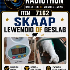 #7162 Skaap lewendig of geslag