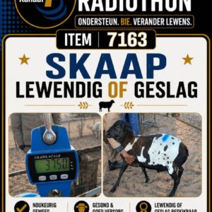 #7163 skaap lewendig of geslag