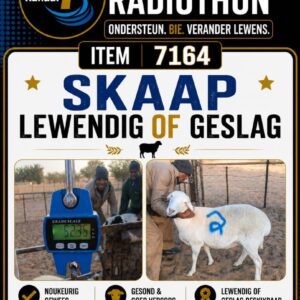 #7164 skaap lewendig of geslag
