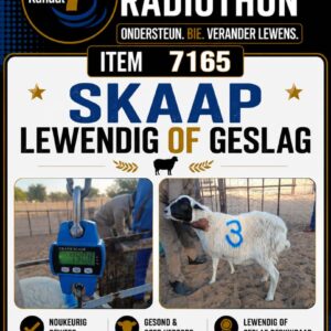 #7165 - Skaap Lewendig of geslag