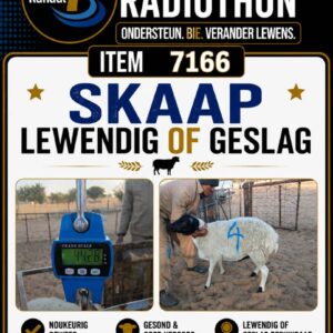 #7166 skaap lewendig of geslag
