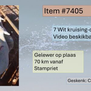 #7405 7 ooie - Wit kruisings