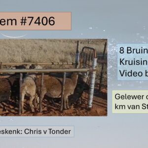 #7406 8 ooie - Bruin en swart kruisings