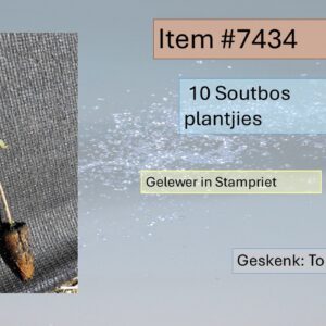 #7434 10 Soutbos Plantjies
