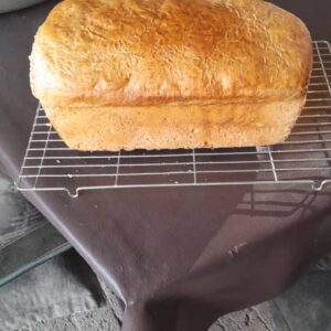 #8672 Groot Boer Brood